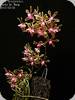 Phal. maculata x honghenensis